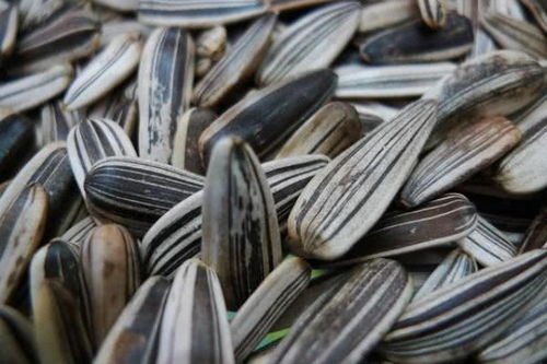 三種人不宜食用五香瓜子，購(gòu)買后也需適量，健康知識(shí)快轉(zhuǎn)告家人